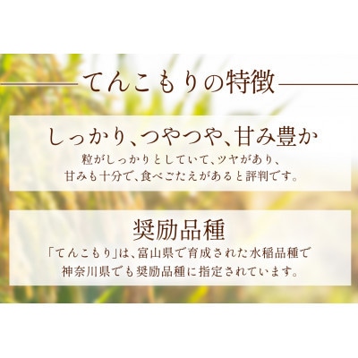 【発送月固定定期便】11月上旬から出荷予定　合計60kg 精米 てんこもり10kg全6回