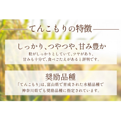 【毎月定期便】合計15kg 伊勢原産 精米てんこもり5kg 農家直送全3回