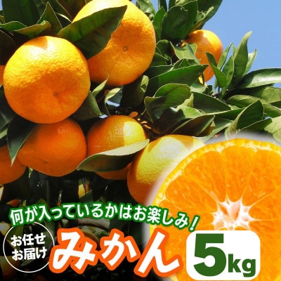 [2026年1月下旬頃から発送] 伊勢原市あかざと園のみかん 5kg 品種おまかせ