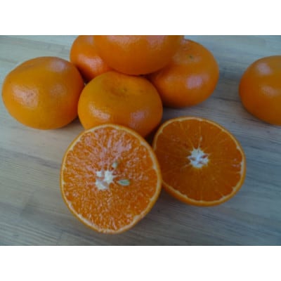 [2026年1月下旬頃から発送] 伊勢原市あかざと園のみかん 5kg 品種おまかせ