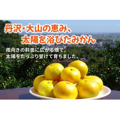 [2026年1月下旬頃から発送] 伊勢原市あかざと園のみかん 5kg 品種おまかせ