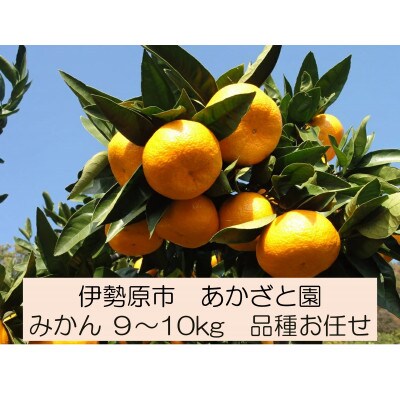 [2026年1月下旬頃から発送] 伊勢原市あかざと園のみかん 9kg～10kg 品種おまかせ