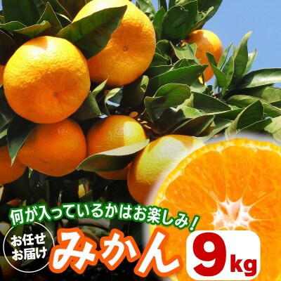 [2026年1月下旬頃から発送] 伊勢原市あかざと園のみかん 9kg 品種おまかせ