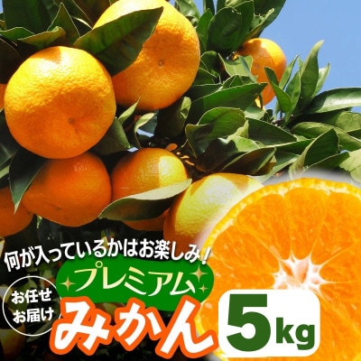 [2026年1月下旬頃から発送] 伊勢原市あかざと園のプレミアムみかん 5kg 品種おまかせ