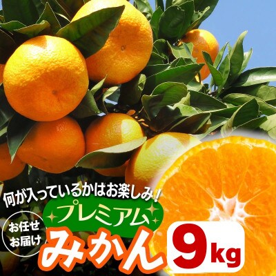 [2026年1月下旬頃から発送] 伊勢原市あかざと園のプレミアムみかん 9kg 品種おまかせ