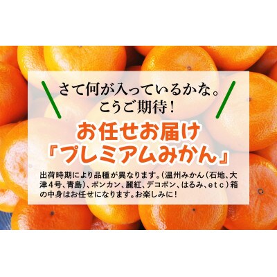 [2026年1月下旬頃から発送] 伊勢原市あかざと園のプレミアムみかん 9kg 品種おまかせ