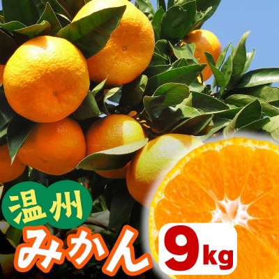 [2026年1月下旬頃から発送] 伊勢原市あかざと園　温州みかん 9kg 期待してください!