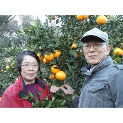 [2026年1月下旬頃から発送] 伊勢原市あかざと園　温州みかん 9kg～10kg期待してください!