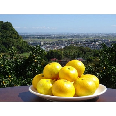 [2026年1月下旬頃から発送] 伊勢原市あかざと園　温州みかん 9kg～10kg期待してください!