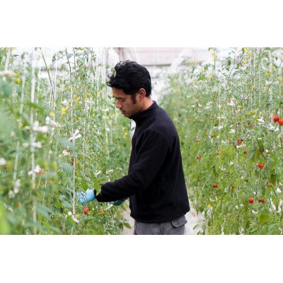 辻ファーム　Coiinaカラフルフルーツトマトジュース180ml×6本 化粧箱入り　神奈川県伊勢原市