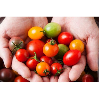 辻ファーム　Coiinaカラフルフルーツトマトジュース180ml×6本 化粧箱入り　神奈川県伊勢原市