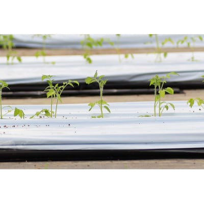 【先行予約】辻ファーム フルティカトマト 2kg 神奈川県伊勢原市