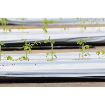 【先行予約】辻ファーム　フルティカトマト 1kg　神奈川県伊勢原市