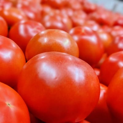 【先行受付】トマト農家片野さんちの完熟トマト「れおん」4kg