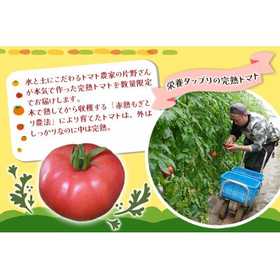 【先行受付 令和9年出荷】トマト農家片野さんちの完熟トマト「れおん」4kg