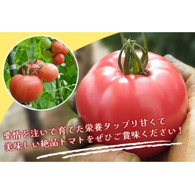 【先行受付 令和9年出荷】トマト農家片野さんちの完熟トマト「れおん」4kg