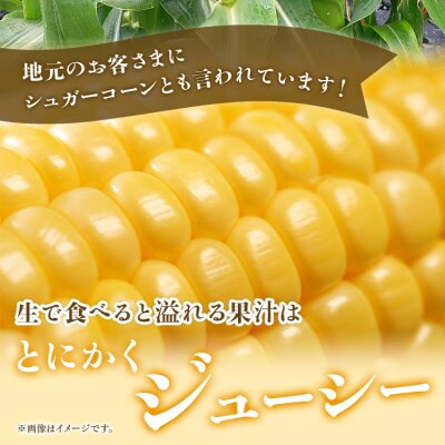 朝どれスイートコーン 2.5kg以上(7～8本) sy-0001