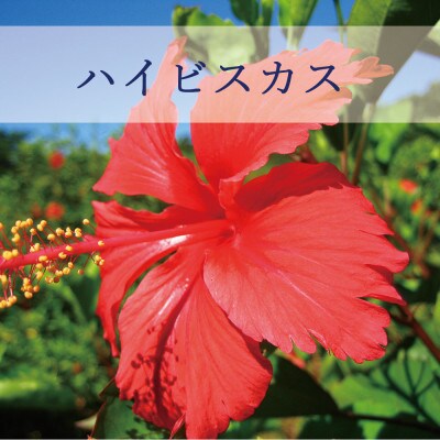 塩とハイビスカスのシャンプー「ぬち髪」×1本