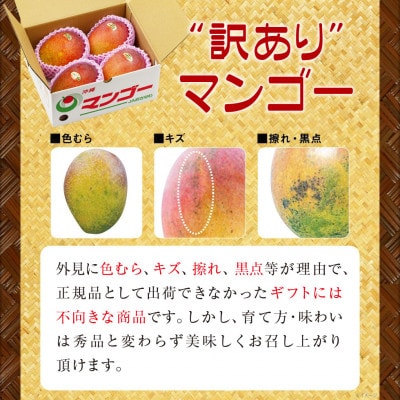 沖縄県うるま市産　完熟マンゴー(訳あり品)　1.4kg【2026年7月～順次発送】