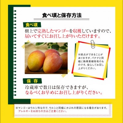 沖縄県うるま市産　完熟マンゴー(訳あり品)　1.4kg【2026年7月～順次発送】