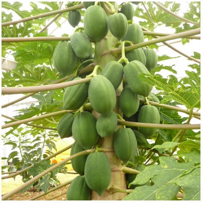 焙煎青パパイヤ茶8包入り×4袋セット
