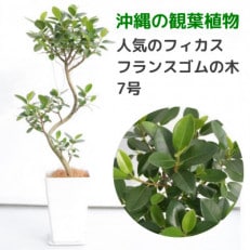 沖縄の観葉植物 人気のフィカス フランスゴムの木 7号