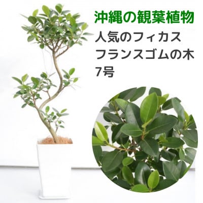 沖縄の観葉植物　人気のフィカス　フランスゴムの木　7号