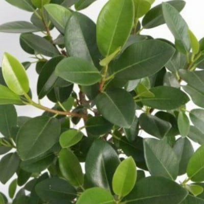沖縄の観葉植物　人気のフィカス　フランスゴムの木　7号