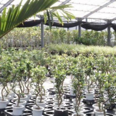 沖縄の観葉植物　人気のフィカス　フランスゴムの木　7号