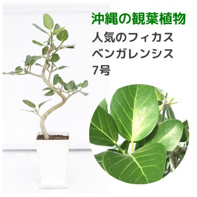 沖縄の観葉植物　人気のフィカス　ベンガレンシス　7号