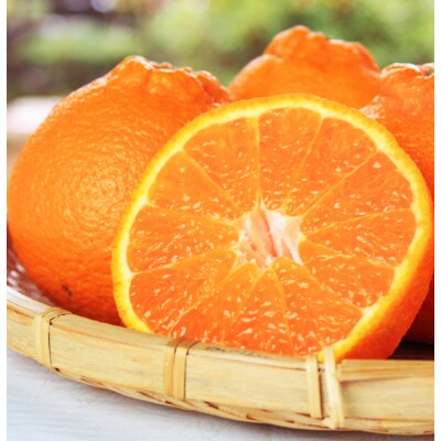 【2023年2月下旬発送】果肉プリプリ!完熟紀州デコ(不知火) 約5kg