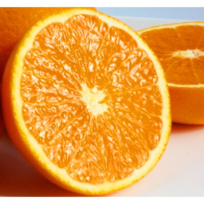 【2023年3月下旬発送】【ご家庭用訳アリ】紀州有田産清見オレンジ　7.5kg