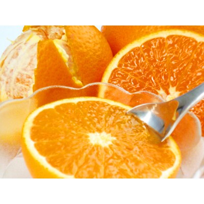 【2023年4月上旬発送】とにかくジューシー清見オレンジ　5kg