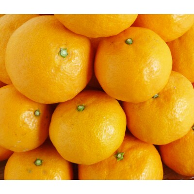 初夏のみかん　なつみ5kg