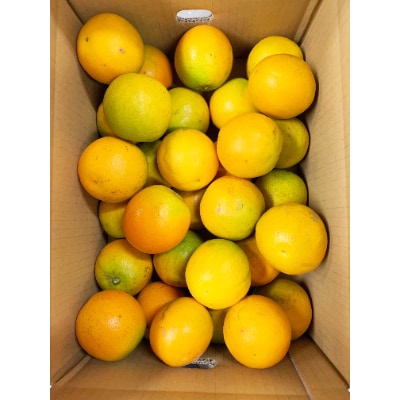 希少な国産バレンシアオレンジ　5kg