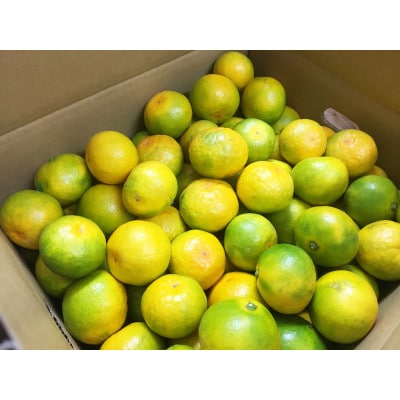 紀州和歌山有田産ゆら早生みかん　10kg