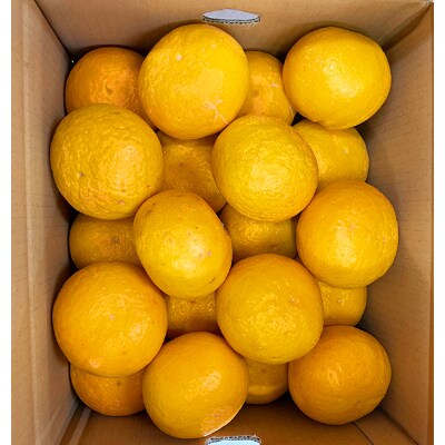 【2023年5月中旬発送】紀州有田産　初夏の柑橘　甘夏みかん　7kg