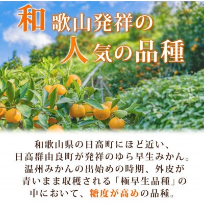 紀州和歌山有田産ゆら早生みかん　5kg