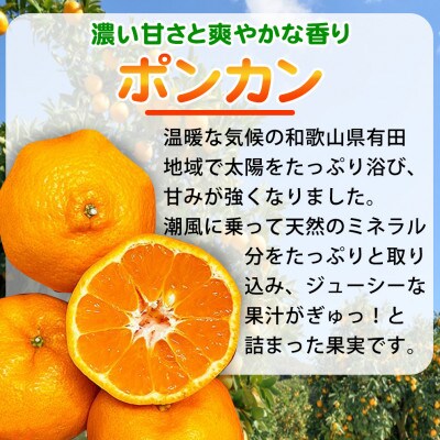 紀州和歌山有田産ポンカン　5kg