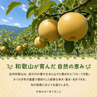 紀州和歌山産の梨　約2kg　化粧箱入