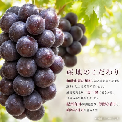 紀州有田産ブラックオリンピア(ハチミツぶどう)　約2kg