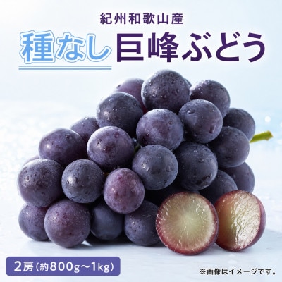 紀州和歌山産の種なし巨峰ぶどう2房(約800g～1kg)