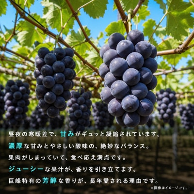 紀州和歌山産の種なし巨峰ぶどう2房(約800g～1kg)