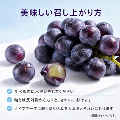 紀州和歌山産の種なし巨峰ぶどう2房(約800g～1kg)