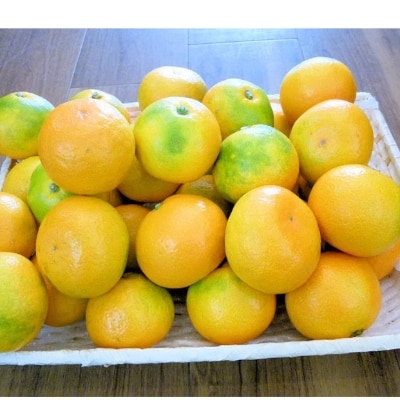 こだわり味自慢 温州みかん 5kg 濃厚な味のとろける美味しさ