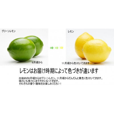 和歌山産レモン/グリーンレモン 約3kg 【国産レモン】