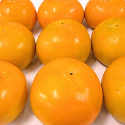 和歌山産 富有柿 約5kg(18～24個)/紀州田舎の小さな八百屋さん
