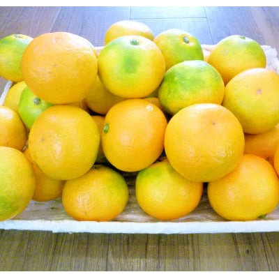 極早生みかん 約5kg 和歌山産 甘酸っぱいミカン