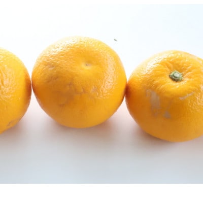 【訳あり・ご家庭用】はっさく(八朔)約5kg 和歌山産