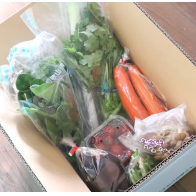 【発送月固定定期便】旬の新鮮野菜セット8種以上【野菜詰め合わせ】全5回